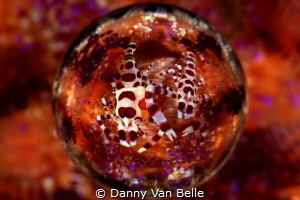 Coleman shrimps seen through a magic ball lens by Danny Van Belle 